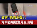 故宮"蟲蟲危機"! 青銅器展櫃驚見巨山蟻