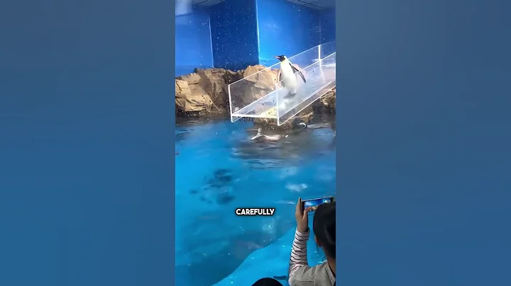 This Penguin Made Everyone Laugh ❤️