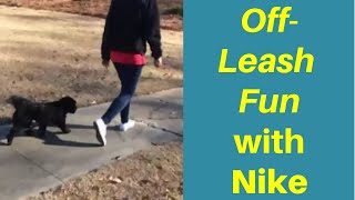 Off-Leash Training with Nike! by TrueLifeK9 83 views 6 years ago 42 seconds