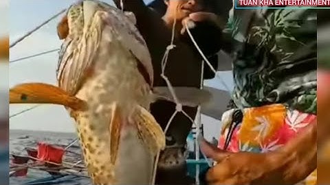Ngư Dân Thả Câu Cá Mú Khổng Lồ Hàng Chục Kg.
