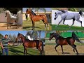 Super Arabian Horse And Baby Horse in Punjab @HSN Entertainment