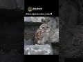 Baykuş'un Modunu Değiştirmesi Sadece 1 Saniye
