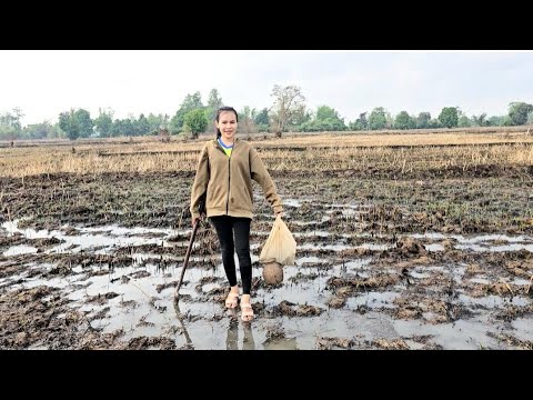 สาวลาวเลาะท่งนาเก็บหอย ปู หลังฝนตกหนัก  = ເລາະທົ່ງນາເກັບປູເກັບຫອຍ