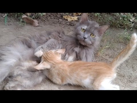 Video: Persisk Katt: Köpa En Kattunge Och Mata Den