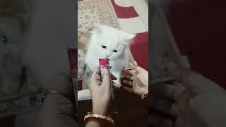'One treat. Two crazy furballs. Endless entertainment! 🤍😹' #cat #catvideos #kitten #catblogger 'One treat. Two crazy furballs. Endless entertainment! 🤍😹' #cat #catvideos #kitten #catblogger