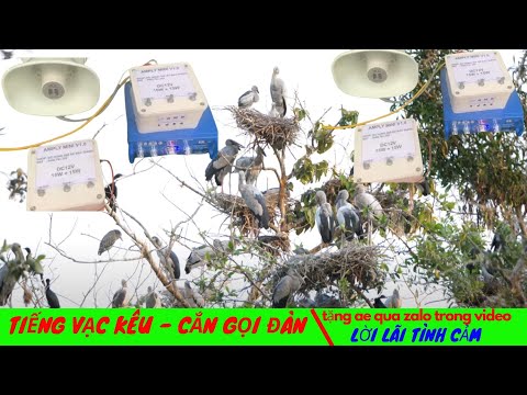 Video tiếng vạc kêu - cắn gọi đàn ( gỡ bản quyền tặng anh em... - youtube