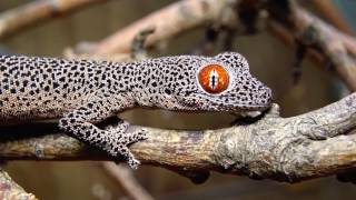 © 4К  Геккон золотохвостый строфурус Strophurus taenicauda ⁄⁄ Golden tailed gecko