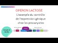 Opron lactose  rgulation de lexpression gnique chez les procaryotes  biochimie facile