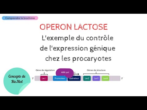 Vidéo: Qu'est-ce que le modèle d'opéron lac?