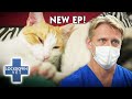 Can a Drastic Toe Amputation Save This Kitty From Deadly Cancer??!! 😧 | Full Episode | Lockdown Vet