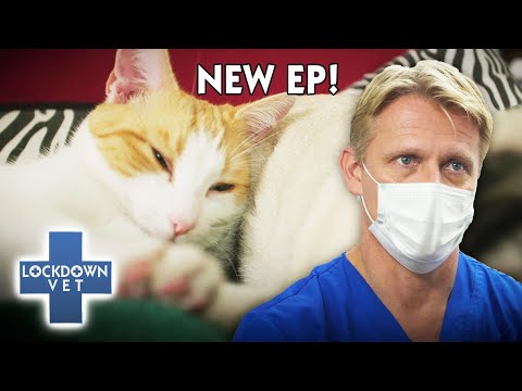 Can a Drastic Toe Amputation Save This Kitty From Deadly Cancer??!! ? | Full Episode | Lockdown Vet