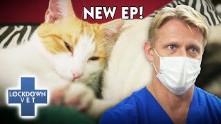 Can a Drastic Toe Amputation Save This Kitty From Deadly Cancer??!!  | Full Episode | Lockdown Vet