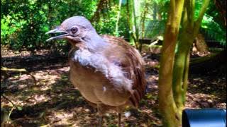 The Amazing Lyrebird: The Best Songbird! - طائرالقثارة أفضل طائر مغرد