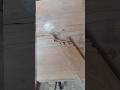 new corner meeting#woodworking #tricks #wooddesigner #shorts