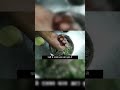 10.सहजन रागी रोटी Moringa Ragi Roti #recipe #trending #trendingshorts#viral #viralvideo #viralshorts