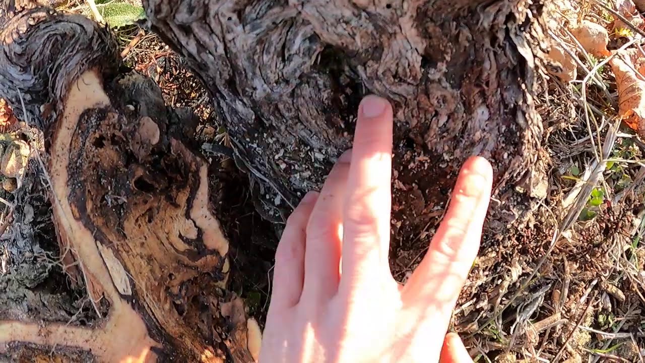 Los efectos de las malas podas