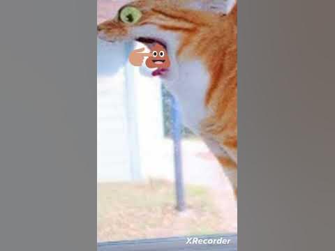 крутой кот - YouTube