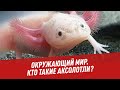 Окружающий мир. Кто такие аксолотли? - Хочу всё знать