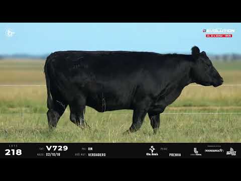 LOTE 218   TAT V701, V729, V873 F Angus