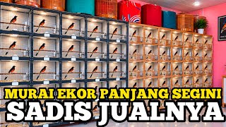 SADIS JUALNYA ‼️ HARGA BURUNG MURAI EKOR PANJANG CUMA SEGINI 