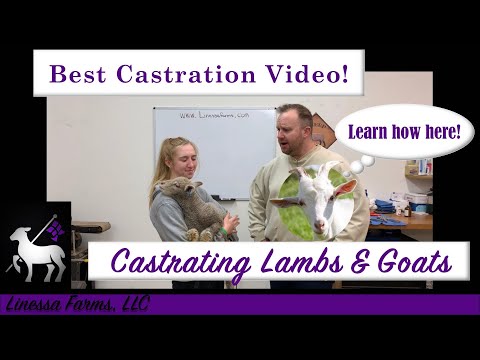 Best Band Castration Instructional Video How To Castrate A Lamb Or Goat 