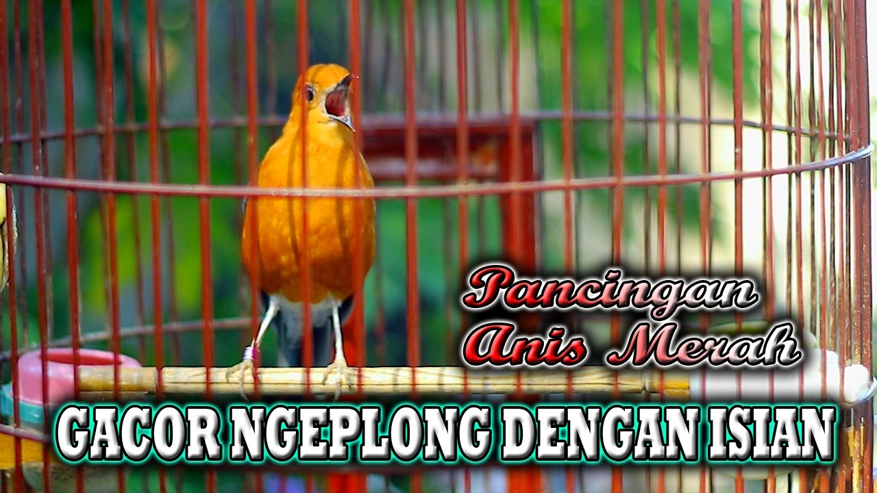 ANIS MERAH GACOR ISIAN INI SANGAT AMPUH DIJADIKAN PANCINGAN ANIS MERAH BIAR BUNYI  #anismerah