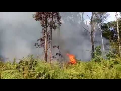 Video Detik-detik Kebakaran hingga Pohon Tumbang Timpa Tali Listrik