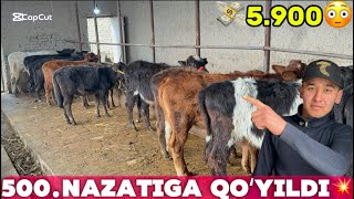 👁️5.900.DAN BOSHLAP BUQACHALAR VA HUNAJINLAR QULAY ARZON NARHDA 2026_01_05_dekabir.