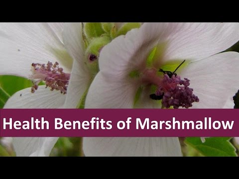 Health Benefits of Marshmallow