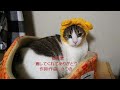 ねこのうた   癒してくれてありがとう