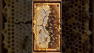 Winter Wax Secrets: Bees Reinforce Comb in Cold