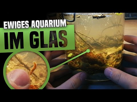 Video: Wie man ein sich selbst erhaltendes Aquarium baut