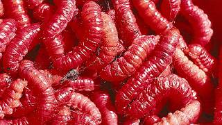 MEXICAN WORM SALT! Shocking Truth about it. Plus: Elevate Your Tequila Shots & Recipes! Mexican Tequila With The Worm