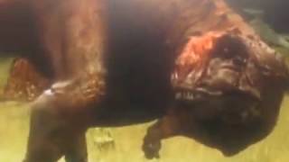 aucasaurus tribute-  the system!