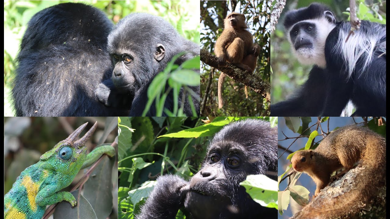 Animal highlight Bwindi Uganda 2023, gorillas, colobus, chameleon and more