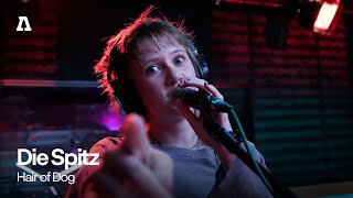 Download Lagu Die Spitz - Hair of Dog | Audiotree Live MP3