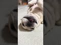 起きたら負け#フレンチブルドッグ #フレブル #フレブルクリーム #フレブル飼い方 #pets #犬あるある#癒し動画#笑える動画#shorts#youtubeshorts#犬#犬のいる生活#犬動画