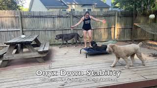 Doodle 7mo 'Onyx' - Doodle Training by Off Leash K9 Training 146 views 2 years ago 9 minutes, 29 seconds