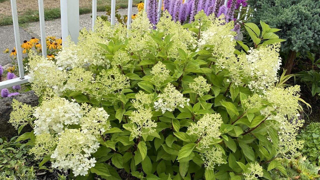 Hydrangea Paniculata &ldquo;Fire Light Tidbit&rdquo; Starting to Bloom (4K) - July