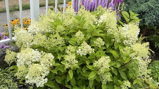 Starting To Bloom, Hydrangea Paniculata "Fire Light Tidbit" (4K) - July 22, 2023
