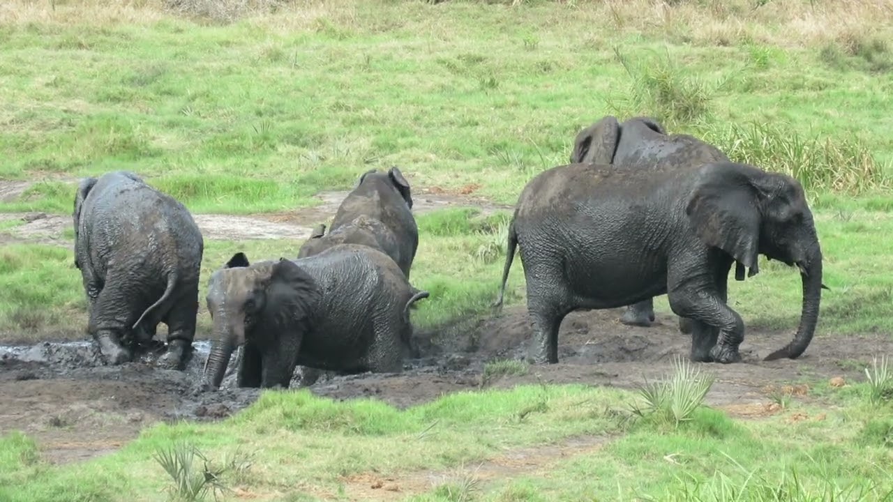 6 Elephants Muddy Splash!