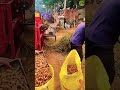 🥜 வேர்க்கடலையை நொடியில் பிரிக்கும் நவீன மெஷின் ✨  #groundnutfarming #automation #agritech #shorts