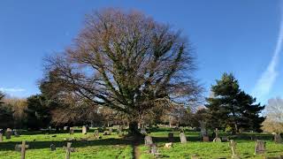Copper Beech - tree - November 2021