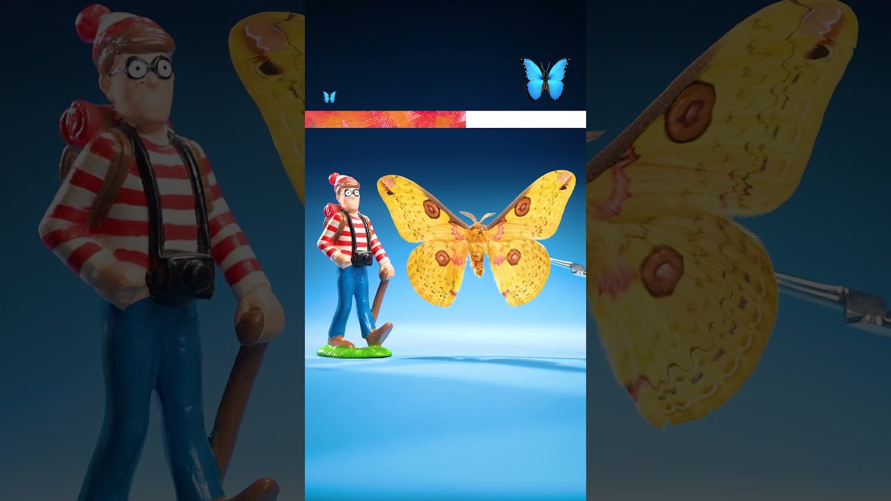 How Big Is The World S Biggest Moth 