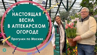 Настоящая весна в Аптекарском огороде. Прогулки по Москве