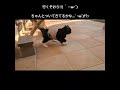 猫なのに走り方がウサギ#shorts