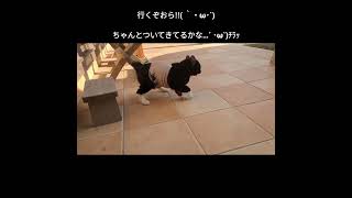 猫なのに走り方がウサギ#shorts