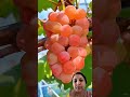 ताजी फळे #agrifuture #agriculture #youtubeshorts #trending