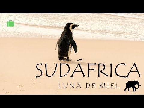 Video: Cómo nadar con pingüinos en Boulders Beach, Ciudad del Cabo