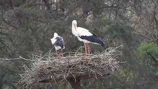 White storks in Denmark Saksborg 24 april 2024